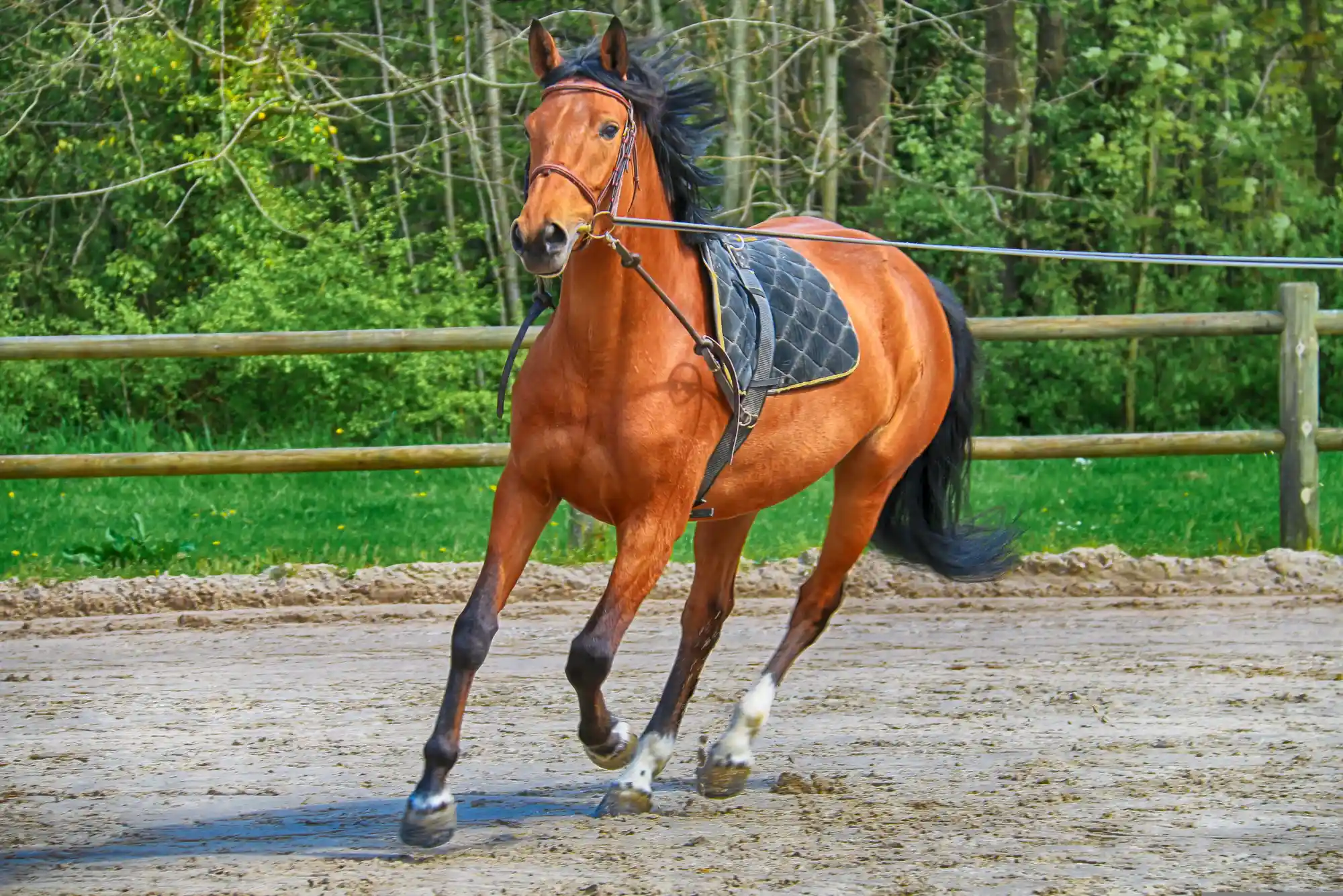 Mehr Führungskompetenz in Beruf & Ehrenamt durch Pferdegestütztes Coaching  Bild 1