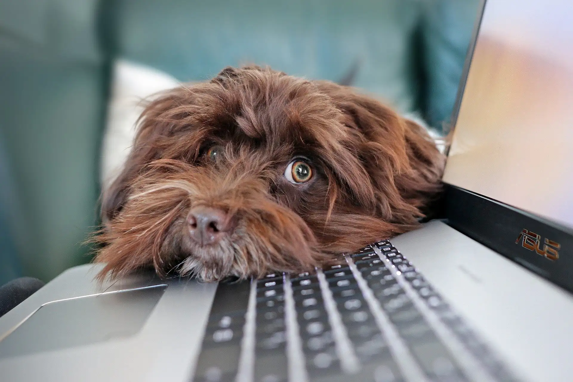 Wirtschaftsfaktor, Kollege, Krisenhelfer…? Der Hund im gesellschaftlichen & beruflichen Kontext Bild 1