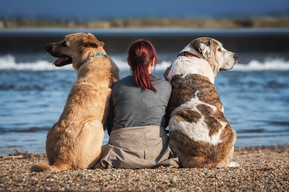 Wirtschaftsfaktor, Kollege, Krisenhelfer…? Der Hund im gesellschaftlichen & beruflichen Kontext Bild 2
