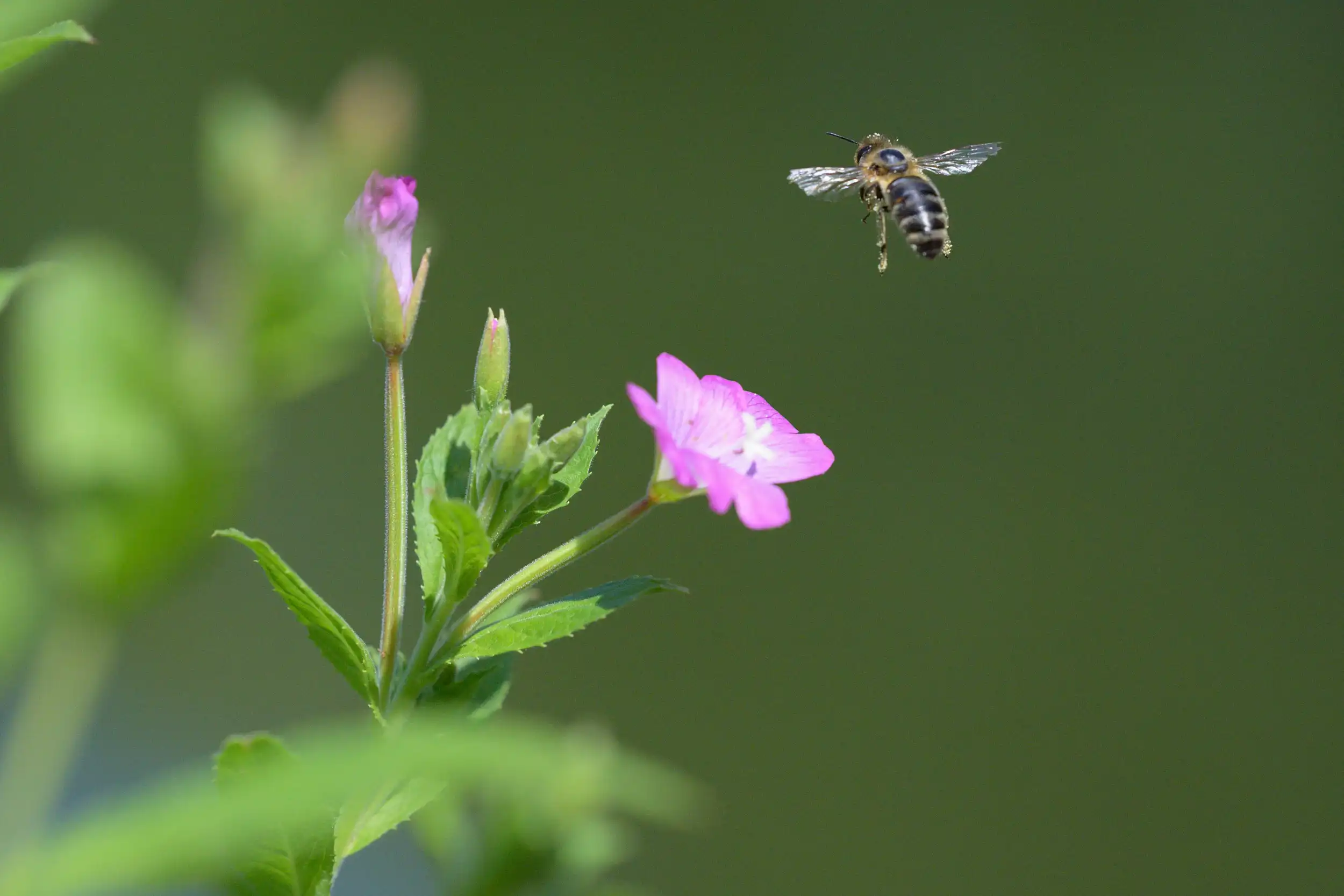 Mach dir ein Bild - Naturfotografie und Ökologie im Einklang Bild 2