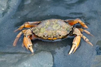 Weltnaturerbe Wattenmeer Bild 2