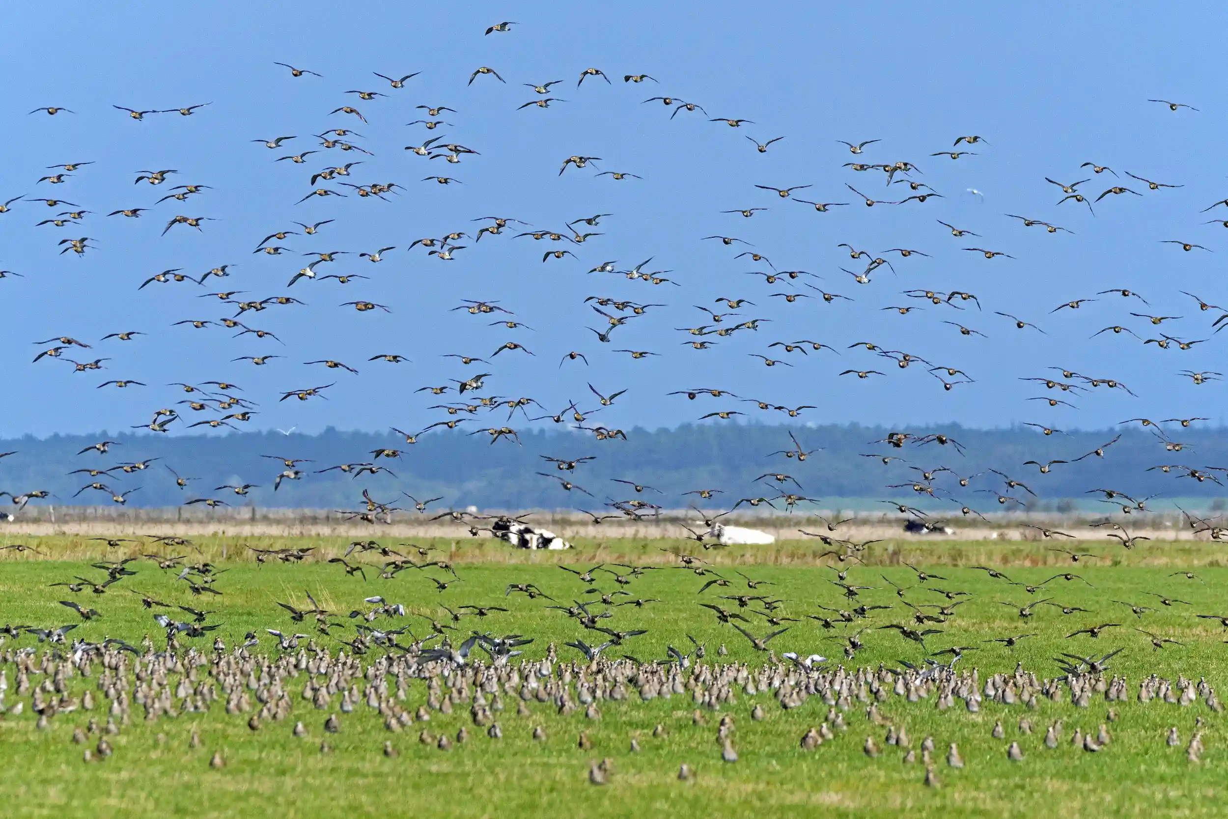 Der Vogelzug im Klimawandel Bild 1