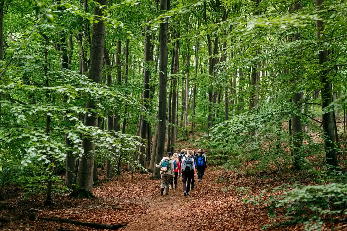Scheinfasten & Qigong – resilient und leistungsfähig durch Bewegung, Waldprävention, Ernährung & Fasten Bild 1