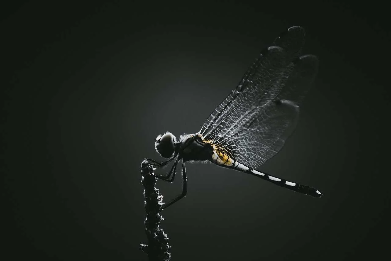 Tanz der Libelle - Yoga, Tanz und Achtsamkeit Bild 1