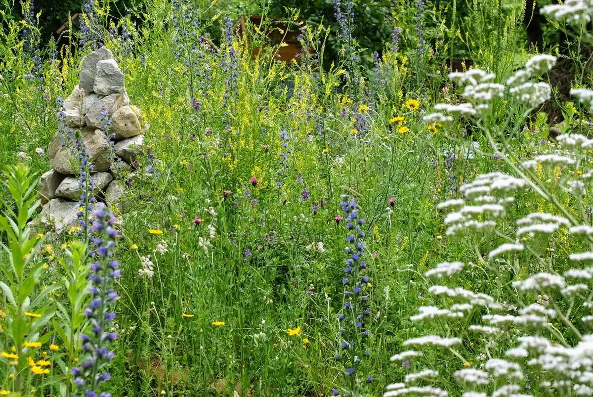Naturgarten für Einsteiger:innen – der Garten als Ort biologischer Vielfalt Bild 1