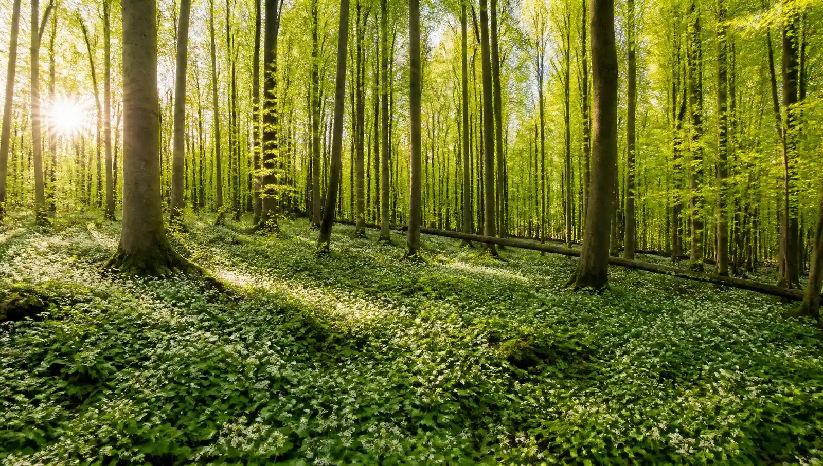 Wandern im Frühling durch den Nationalpark Hainich: Fitbleiben im Beruf - Gesundheitskompetenz für erfahrene Berufstätige durch Ernährung, Bewegung, Stressprävention Bild 2