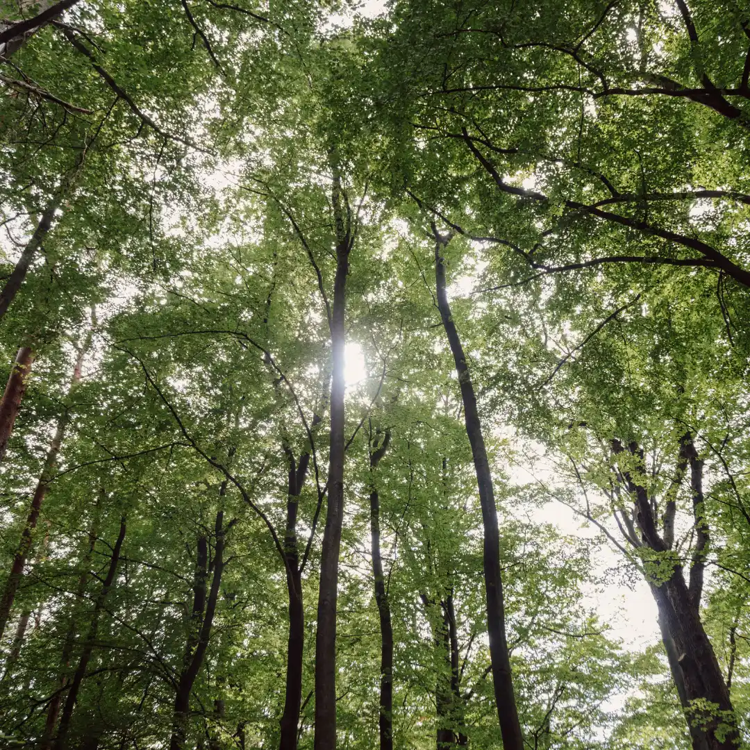 Schritt für Schritt durch den Wald im Wandel Bild 1