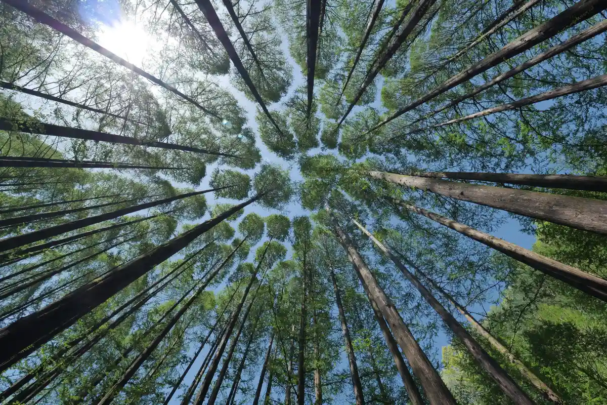 Kraftort Natur – Resilienz, Selbstregulation und neue Perspektiven für den Berufsalltag Bild 1