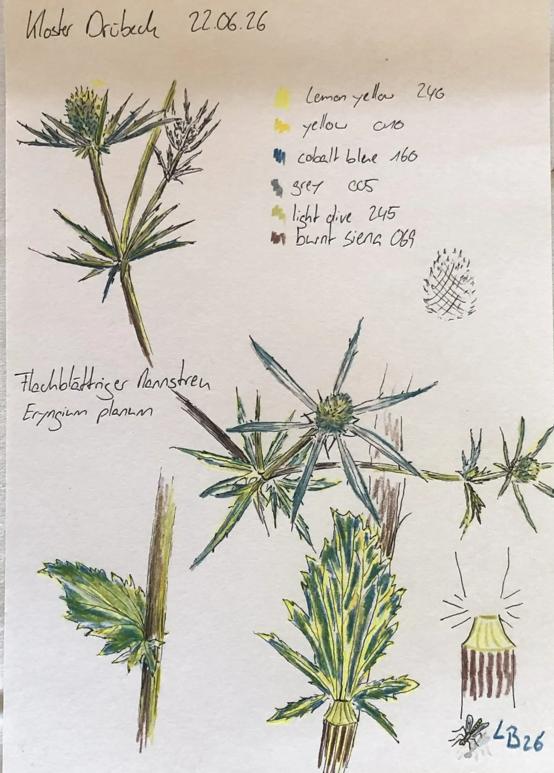 Die heimische Pflanzenwelt entdecken und künstlerisch begreifen -  Aquarellmalerei und experimentelle Drucktechniken Bild 2