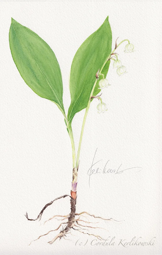 Die heimische Pflanzenwelt entdecken und künstlerisch begreifen -  Aquarellmalerei und experimentelle Drucktechniken Bild 1