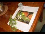 Dufte Sache - Aromatherapie / Aromakultur hilfreich für Körper, Geist und Seele Bild 2