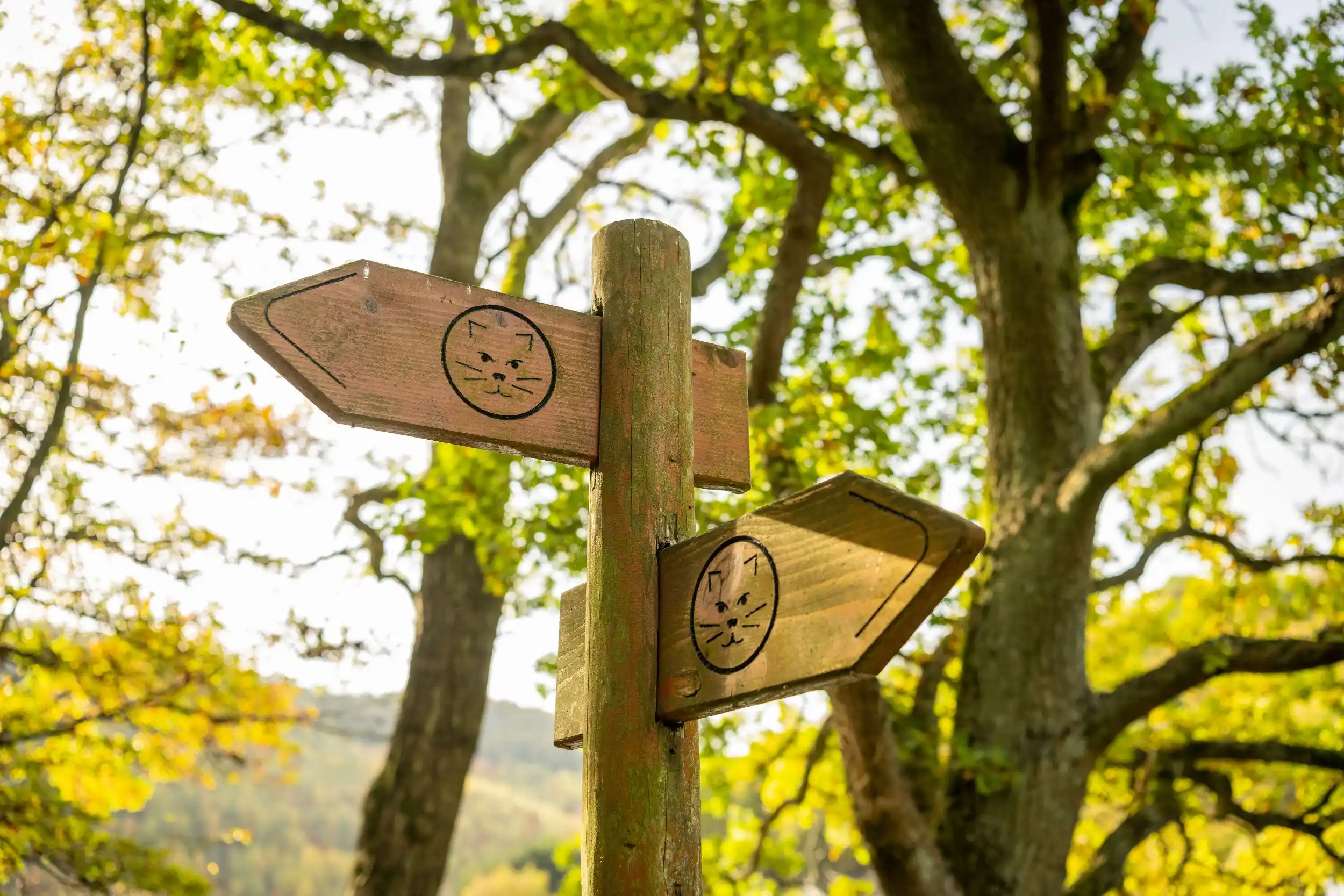 Wildnis-Trail: Naturschutzkonzepte und Regionalentwicklung im Nationalpark-Eifel Bild 1
