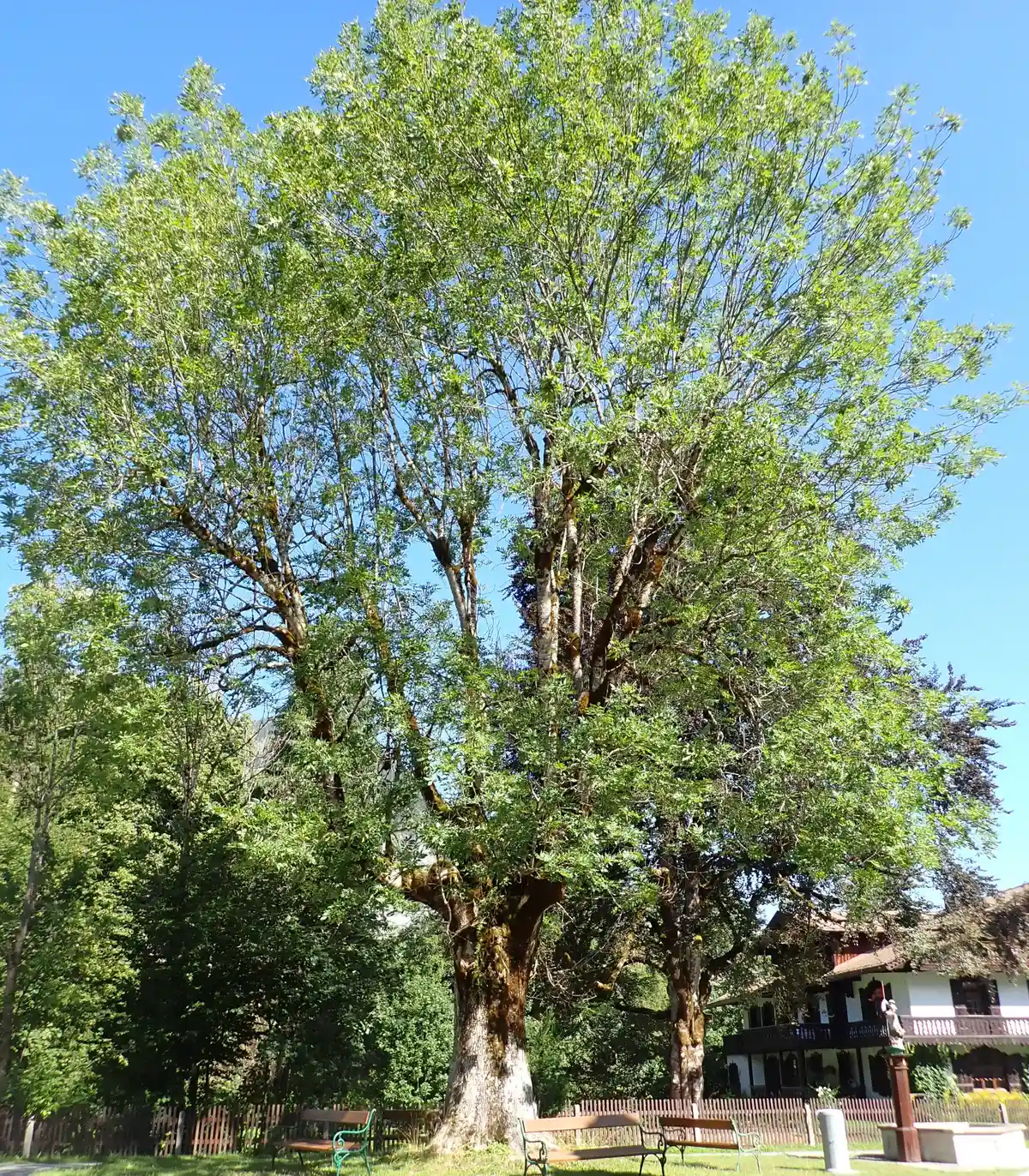 Mythos und Heilkraft der Bäume Bild 2